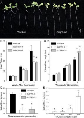 Transgenic tobacco plant overexpressing ginkgo dihydroflavonol 4-reductase gene GbDFR6 exhibits multiple developmental defects